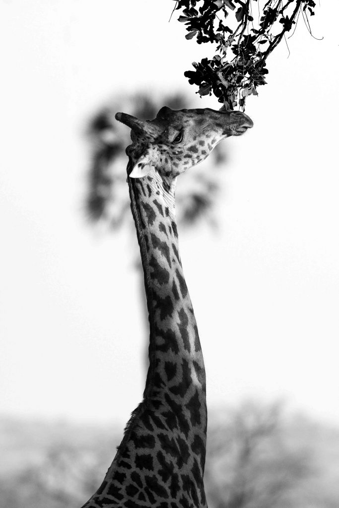 La gracieuse couronnée