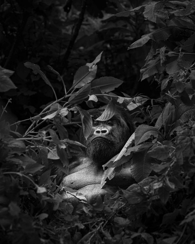 Le Gardien des Volcans