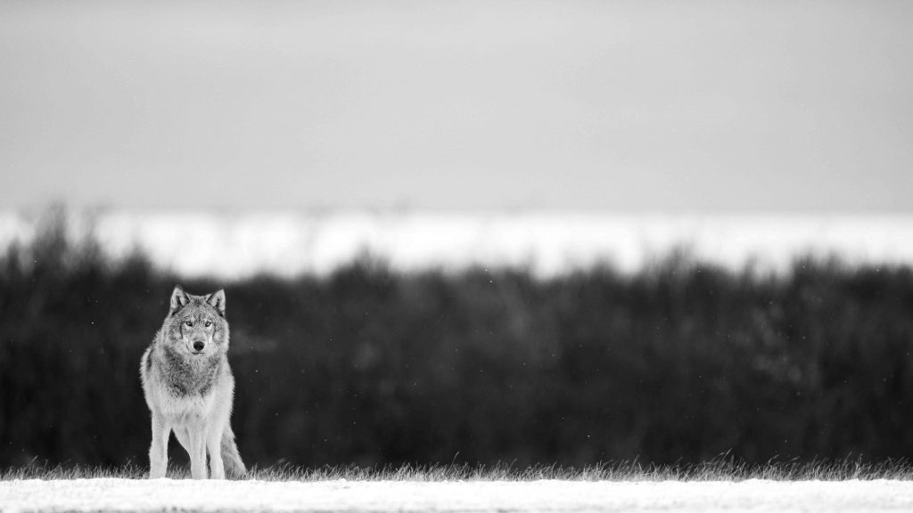 Le Prince des glaces