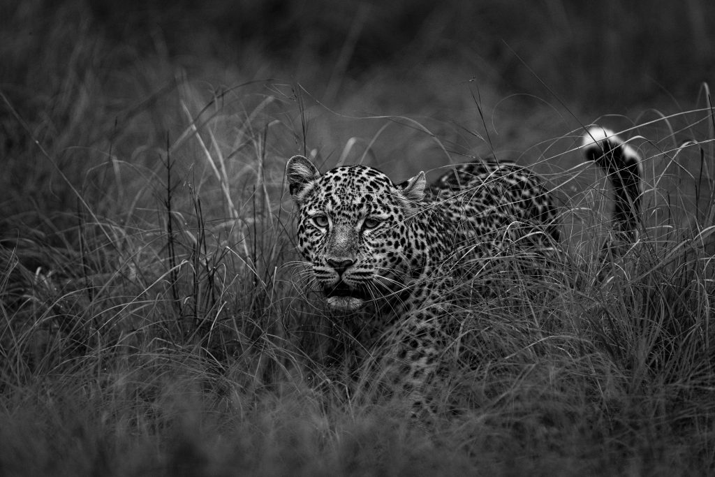 Le chasseur d'Ishasha