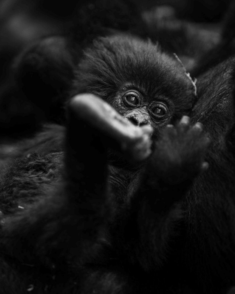 L'espoir des montagnes