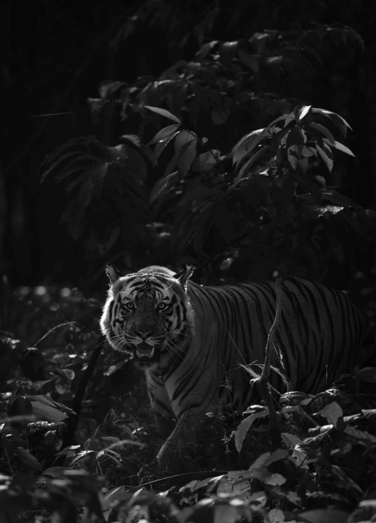 Sa Majesté Chhota Beem